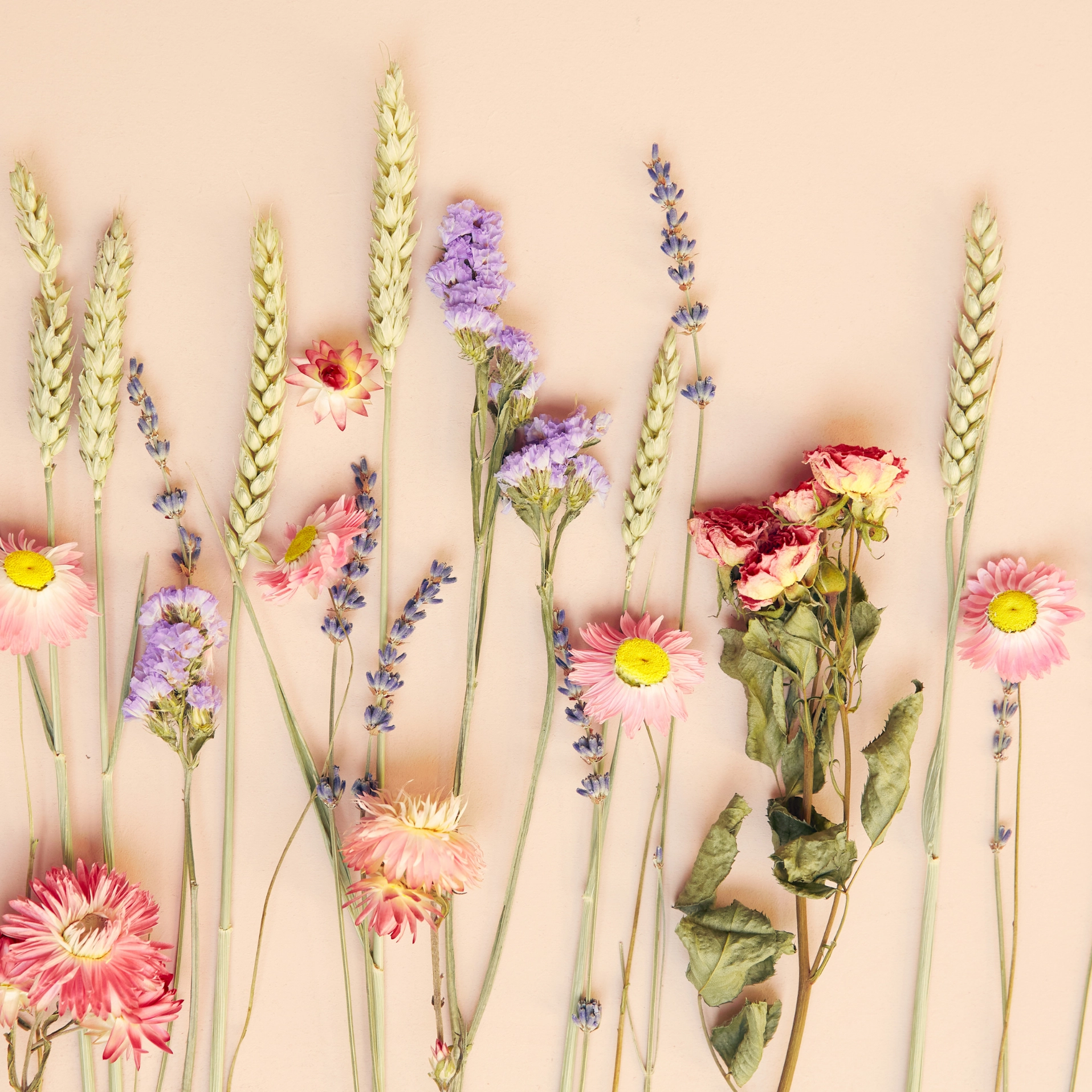 Trockenblumen Geschenkbox, Rosa