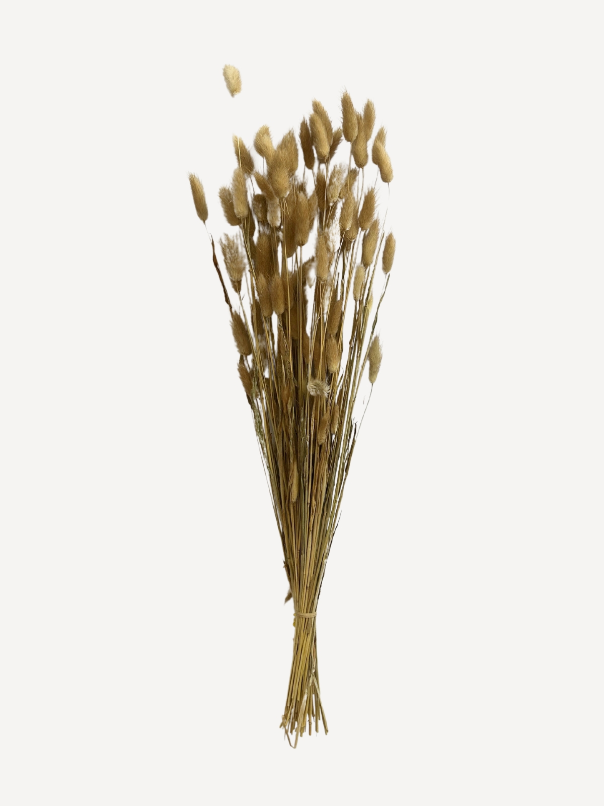 Dried Plant Velvet Grass, light brwon / beige