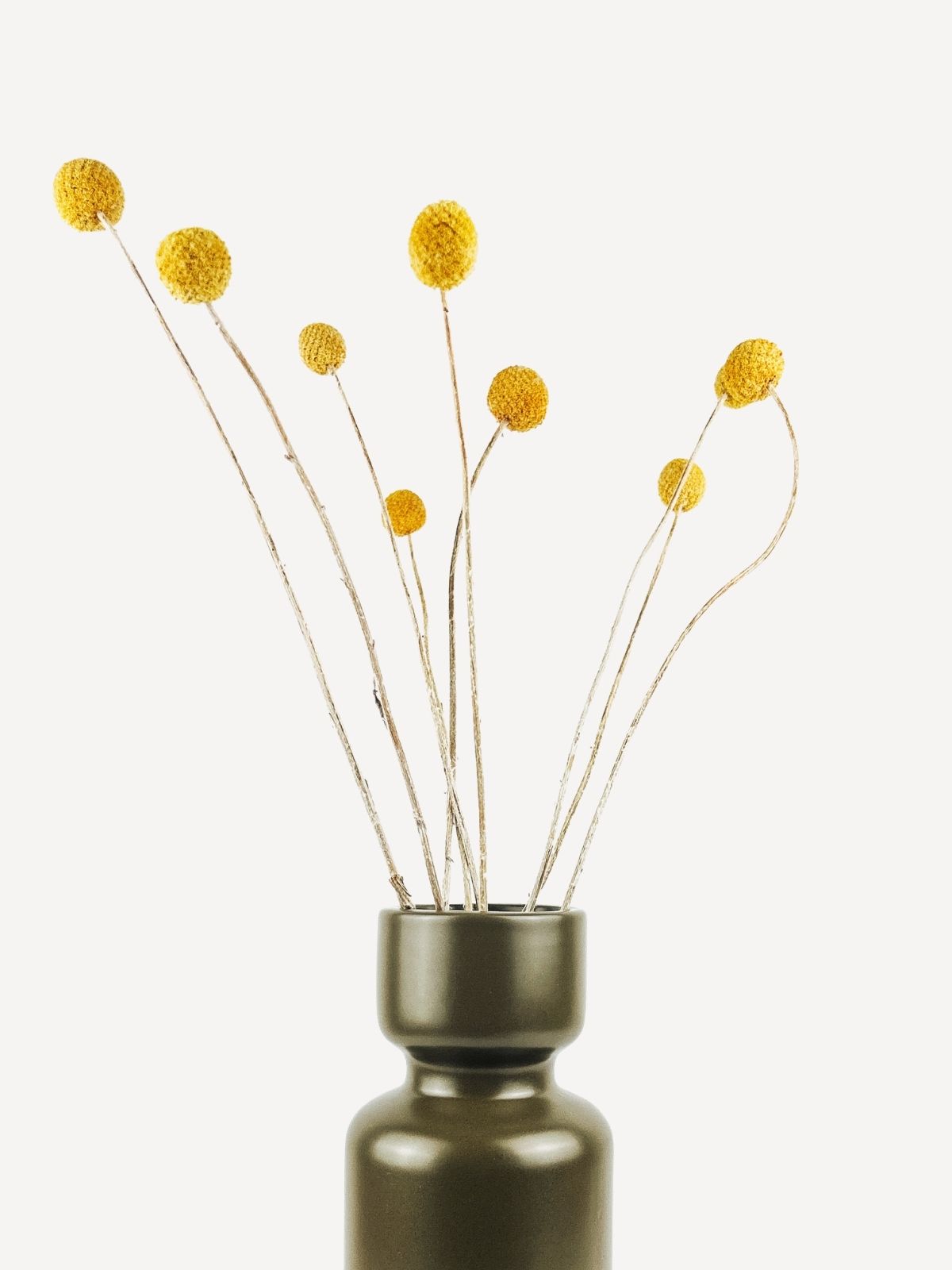 Trockenblume Merina Trockenblume Merina