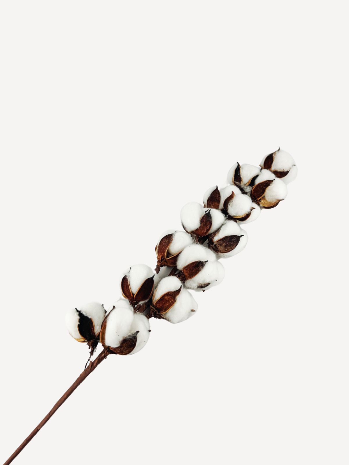 Cotton Branch