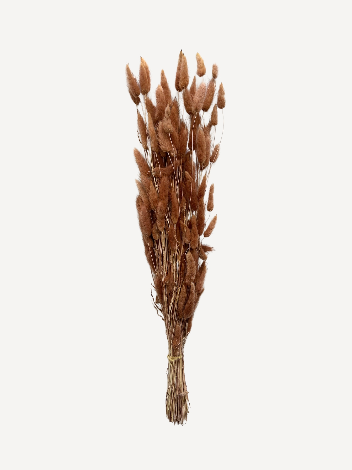 Dried Plant Velvet Grass, dark brown / red